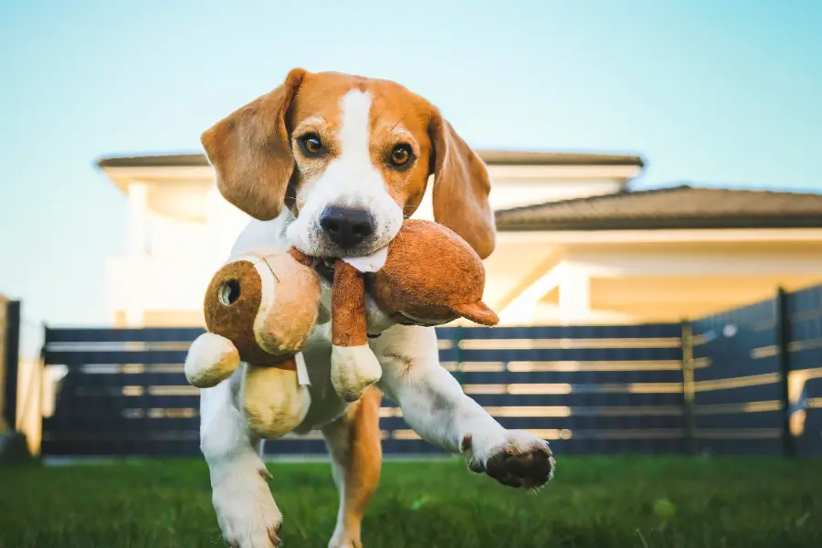 Beagle läuft über den Rasen und trägt ein Stofftier im Maul