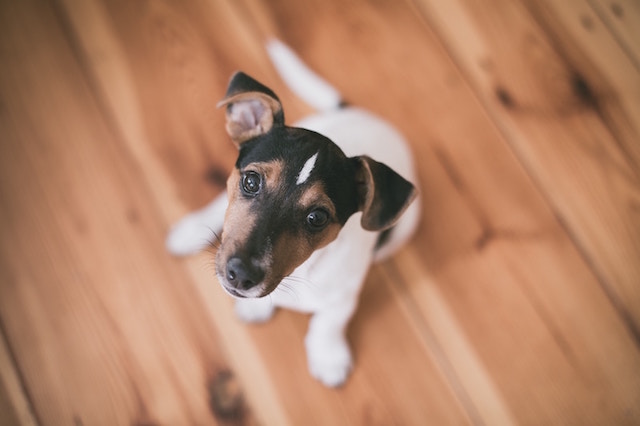 Ein fröhlicher Jack Russell Terrier