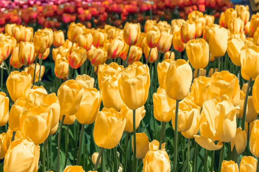 Leuchtend gelbe Tulpen blühen dicht beieinander in einem farbenfrohen Tulpenfeld.