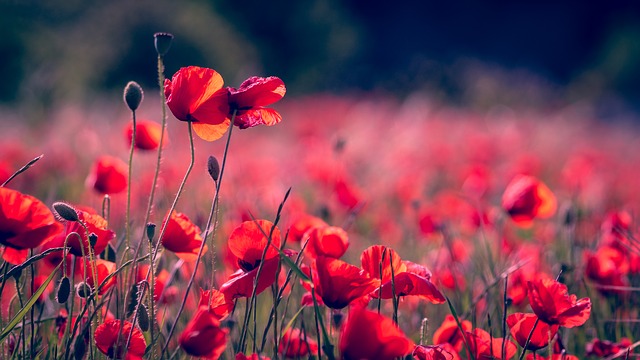 Ein Feld mit roten Blumen | Euroflorist Gutschein