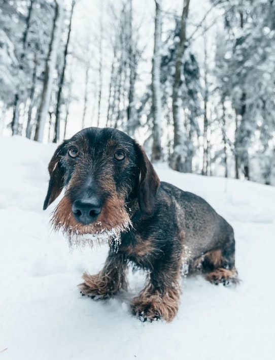 Hunde im Winter | 4Pfotenland Gutschein | www.rabatt-coupon.com