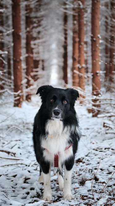 Hunde im Winter | Hundeland Gutschein | www.rabatt-coupon.com