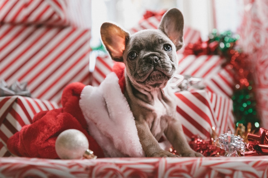 Zuhause weihnachtlich dekorieren geht ganz einfach. Weihnachtsmops