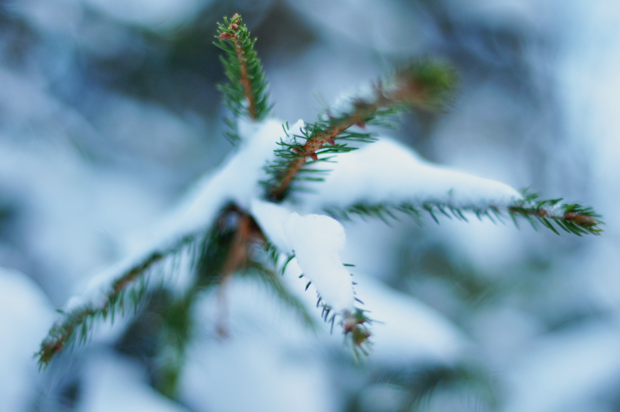 Spart jetzt beim Pflanzenkauf für den Frühling mit dem Garten Schlüter Gutschein. Garten im Winter | www.rabatt-coupon.com