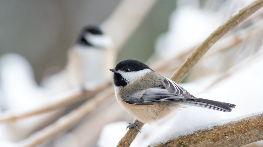 Löst den Gartentotal.de Gutschein ein und spart beim Einkauf! Garten im Winter | www.rabatt-coupon.com