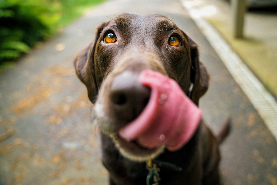 gesunde Hundeernährung | www.rabatt-coupon.com