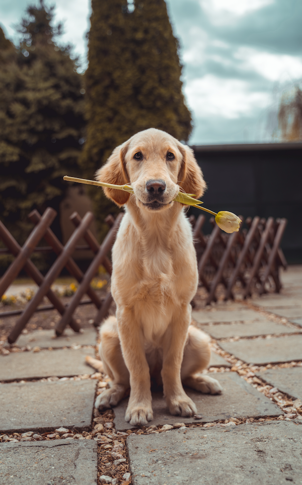 gesunde Hundeernährung | Dog Fit Gutschein | www.rabatt-coupon.com