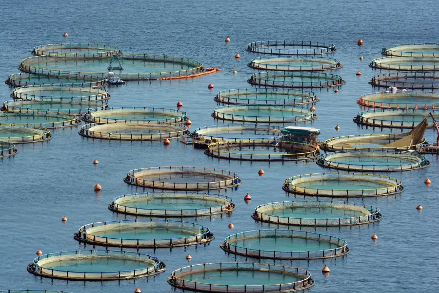Circular fish farming cages floating in calm blue water at an aquaculture site.