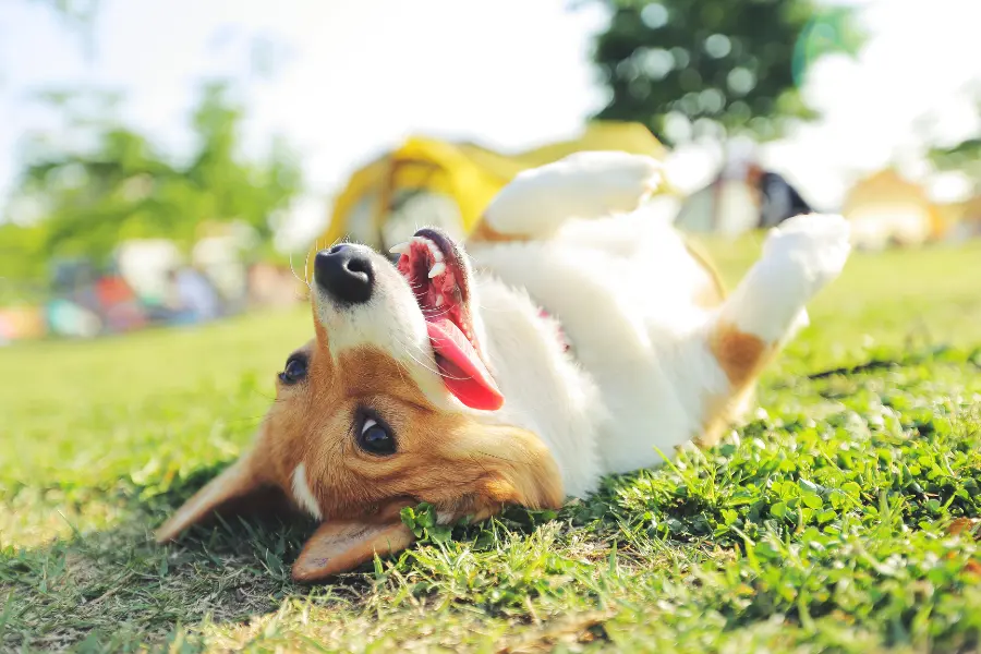 Sichert euch gleich einen Canobo CBD Gutschein. Die Placebo-Effekt-Studien sind spannend. Happy corgi dog rolling on green grass in a sunny park with its mouth open playfully.