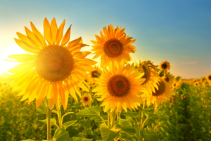 Wo sind die schönsten Sonnenblumenfelder in deiner Umgebung