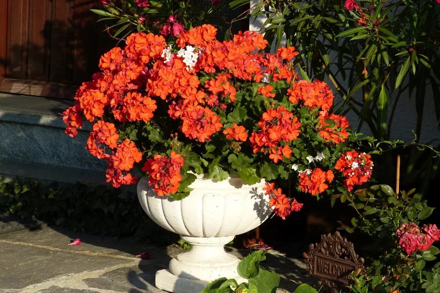 Großer weißer Pflanzkübel mit leuchtend orangefarbenen Geranien, weißen Blüten und grünen Blättern vor einer sonnigen Hausfassade.