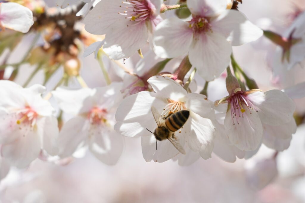 Leben auf der Burg im Mittelalter | Bee & You Gutschein | www.rabatt-coupon.com