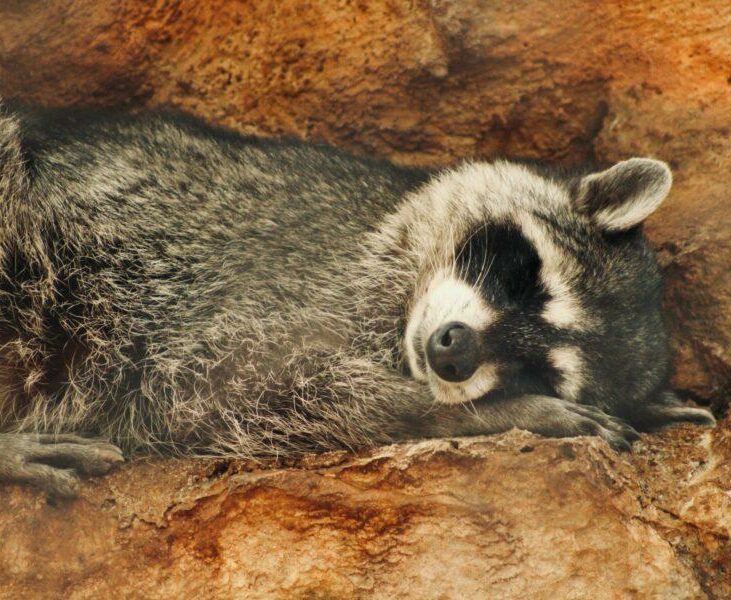 SIMon Portfolio | SIMon Mobile mehr Datenvolumen | www.rabatt-coupon.com