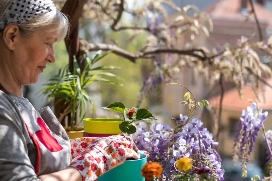 Ältere Frau pflegt Pflanzen auf dem Balkon und setzt eine Erdbeerpflanze in einen Blumentopf.